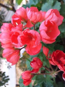 Red Pandora