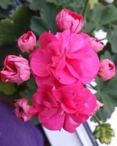 Rosalinda