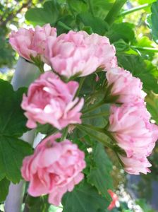 Australian Pink Rosebud