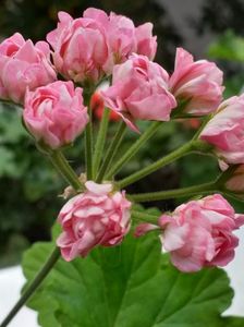 Australian Pink Rosebud