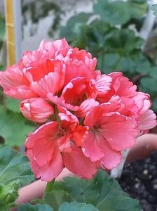 Fringed Pandora