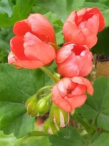 Red Pandora; Red Pandora
