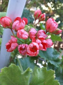 Red Pandora