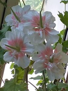 Lovely Vera