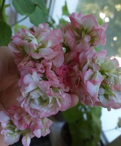 Appleblossom Rosebud