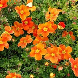 potentila-potentilla-fruticosa-red ace; primavara 2023 p.m
