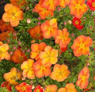 Potentilla-REdAce-