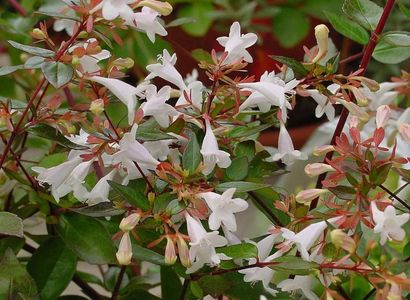 abelia-grandiflora da