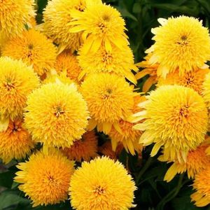 cara_mia_yellow_echinacea da; flori iunie-septembrie,galben lamaie,zona 5,soare
