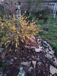 jasminum nudiflorum/iasomia de iarna