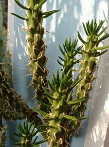 floare de cactus 136