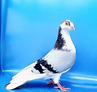 Mascul  2020