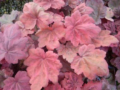 HEUCHERA AUTUMN LEAVES