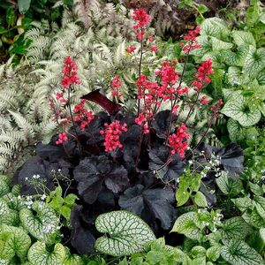 HEUCHERA BLACK FOREST CAKE