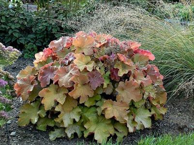 HEUCHERA CARAMEL APPLE