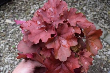 HEUCHERA CORAL SEA