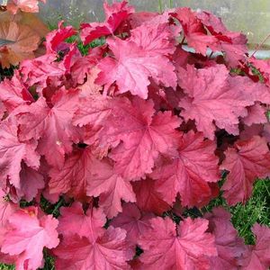 HEUCHERA MAGMA