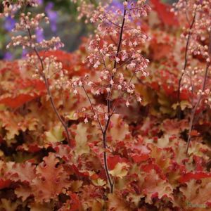 HEUCHERA ORANGEBERRY