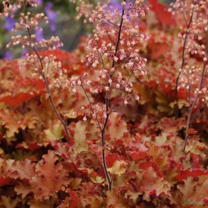 HEUCHERA ORANGEBERRY