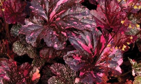 HEUCHERA MIDNIGHT ROSE