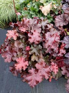 HEUCHERA REX FIRE