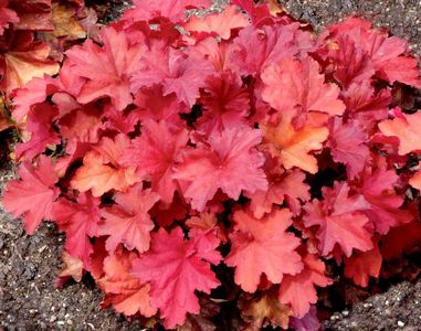 HEUCHERA RIO