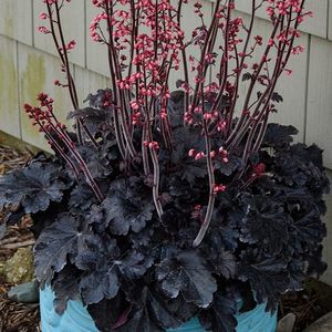 HEUCHERA TIMELESS NIGHT