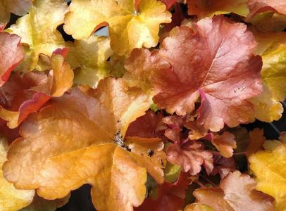 HEUCHERA WORLD CAFFE AMERICANO