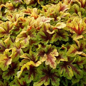 Heucherella-Mojito-