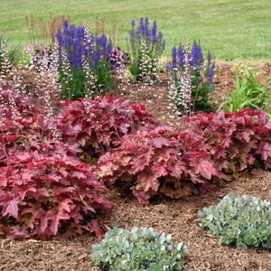 HEUCHERELLA RED ROVER