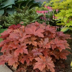 HEUCHERELLA HOPSCOTCH