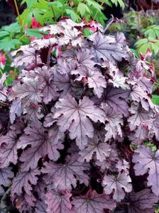 HEUCHERELLA  PLUM CASCADE