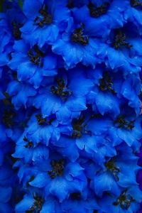 DELPHINIUM DEEP BLUE ORCHID