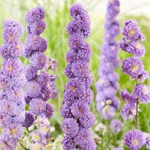 DELPHINIUM HIGHLANDER PURPLE SURPRISE