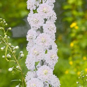 DELPHINIUM HIGHLANDER SAMBA