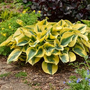 HOSTA AUTUMN FROST SHADOWLAND0