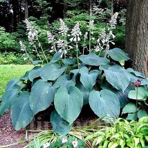 HOSTA BLUE ANGEL