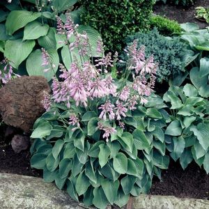 HOSTA BLUE CADET