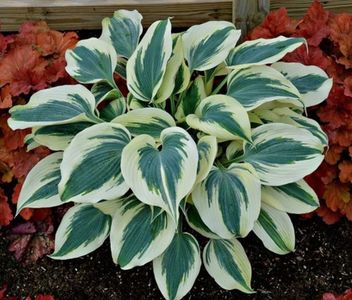 HOSTA BLUE IVORY