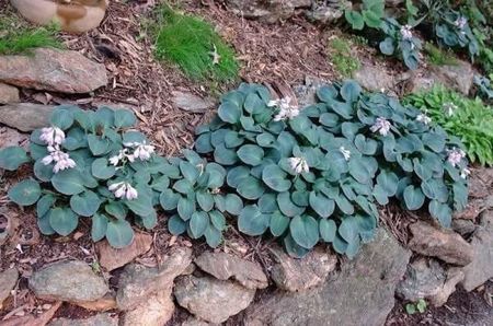 HOSTA BLUE MOUSE EARS-PITICA