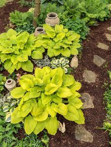 HOSTA COAST TO COAST SHADOWLAND