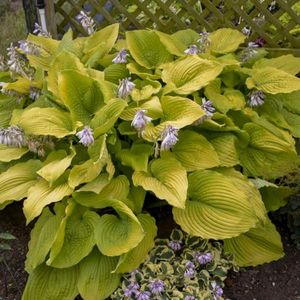 HOSTA COAST TO COAST SHADOWLAND