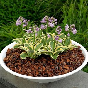 HOSTA MIGHTY MOUSE