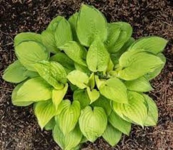 HOSTA PARADISE ISLAND