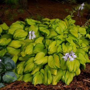 HOSTA STAINED GLASS