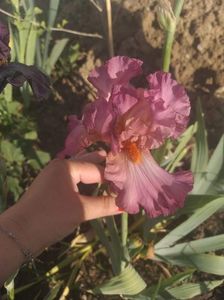 Iris talie mare