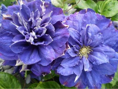 Kiri te Kanawa da; 2,5 m,flori mai-august-septembrie,flori duble ambele infloriri ,soi japonez,albastru inchis
