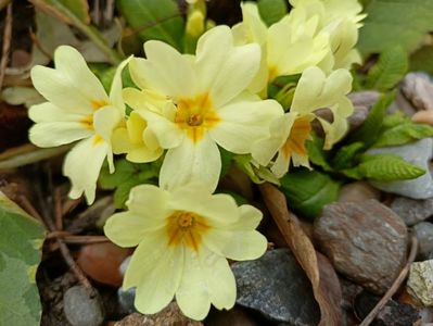 Primula vulgaris