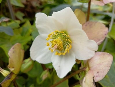 Helleborus "Christmas Carol"