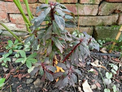 Euphorbia "Walberton Ruby Glow"